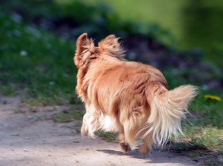 little dog moving away