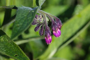 close up of wild common comfrey or true comfrey (Symphytum officinale) flower during spring