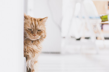 Chat angora roux