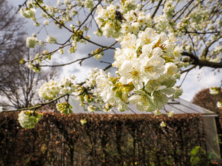White cherry blossoms against a stormy sky