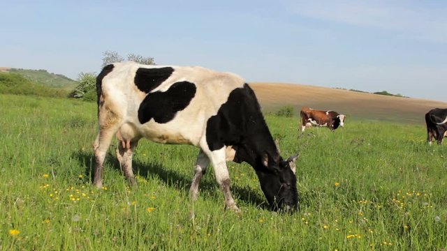 grazing cows on the grass,Black Large Cows Eat Grass On Meadow. An Agricultural Animal Is Grazing