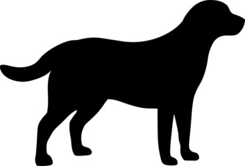 Labrador Retriever Dog