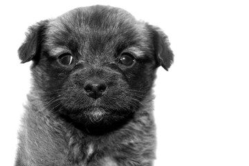 Portrait of cute little puppy. Mongrel pet. Front view.
