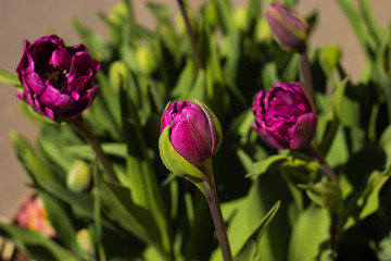 flowering purple tulip in garden