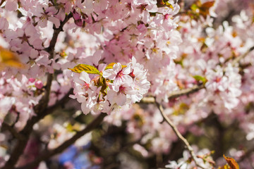 Obraz premium Beautiful cherry blossom sakura in spring time