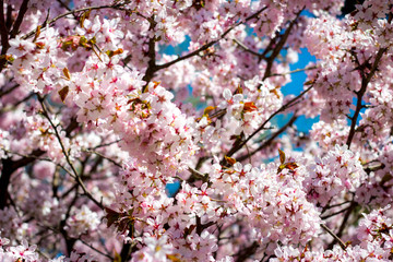 Beautiful cherry blossom sakura in spring time over blue sky
