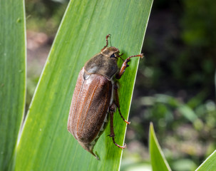 Large chafer is sitting on a leaf. Insect is an agricultural pest.