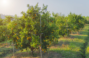 Fototapeta premium Bunch of ripe oranges hanging on a tree.Orange garden.