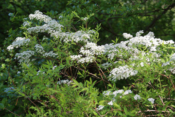 Colorful flowering tree with beautiful white flowers on branches

