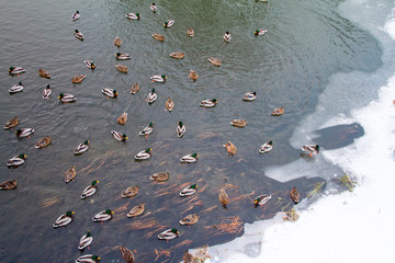 In the winter the lake are many ducks.