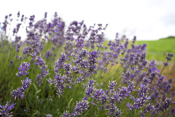 Obraz premium Purple lavender 03