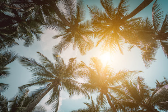 Palm,coconut Trees Vintage - clear summer skies