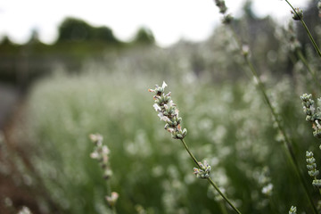 White lavender 02