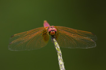 DRAGONFLY