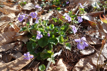山の中のスミレの花