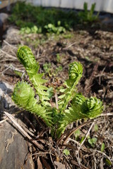 山菜コゴミ（クサソテツの芽）