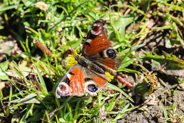 European peacock butterfly (aglais io) on dandelion flower