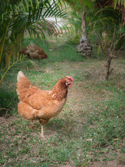 Brown Chicken Egg Standing One Leg