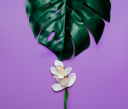white flower and palm leaf on purple background