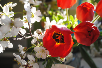Tulips on the table