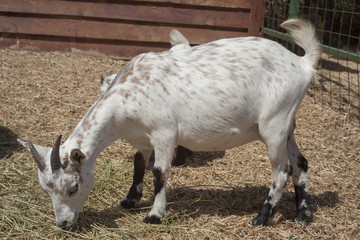 goat animal at the farm