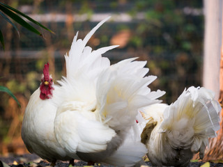 Angry Face Bantam Standing