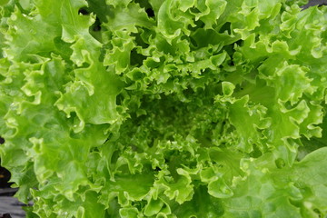 リーフレタスの葉クローズアップ