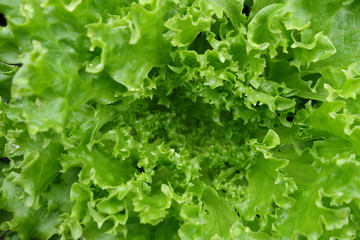 リーフレタスの葉クローズアップ