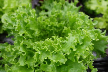 リーフレタスの葉クローズアップ