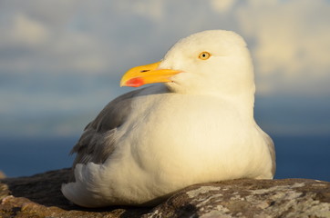 Seagull