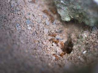 Ants are Carrying The Sand to Create a Nest