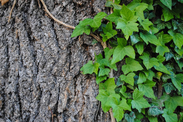 Wild ivy on the bark of a tree