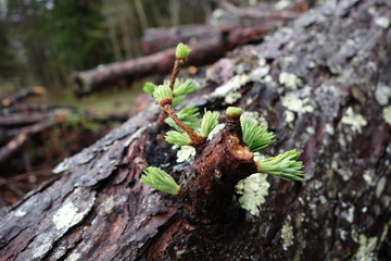 カラマツの新芽