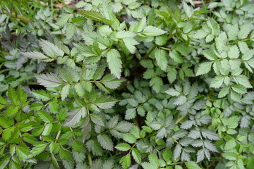 森の植物（樹木）の葉