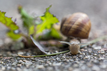Weinbergschnecke
