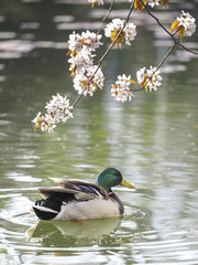 Sakura and mallard