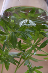 herbs in water in a glass bottle 