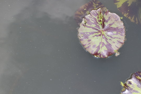 Close up lotus leaf and reflection in the pond