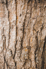 Bark on the trunk of the tree