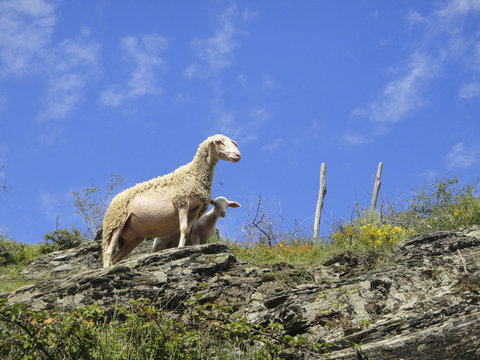 Une brebis et son agnau dans les C&eacute;vennes