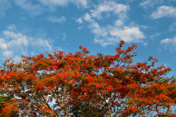 Beautiful flowering Delonix Regia trees, flame tree in blossom with red flowers