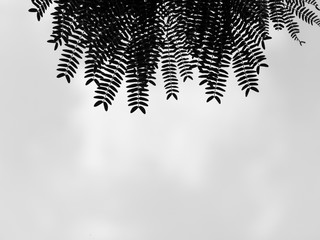 Background of The Acacia