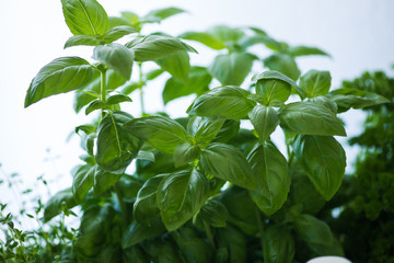 Basil 02