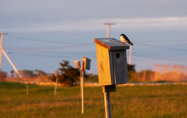 House Martin in morning light
