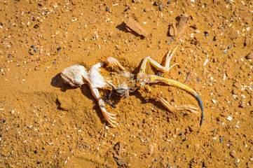 Dead lizard on sand background in desert