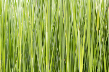 Naklejka premium Juncus effusus, green color image
