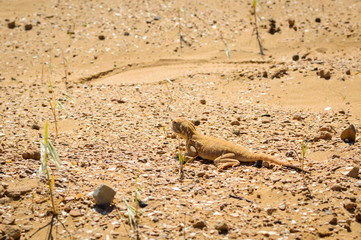 Spotted toad-headed Agama on sand