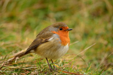 Robin