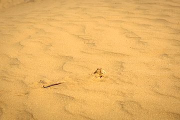 Spotted toad-headed Agama buried in sand close