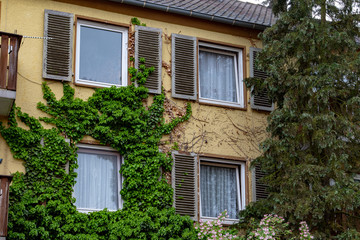 Fototapeta na wymiar Facade of a old house with windows wooden shutters and ivy on the wall 
